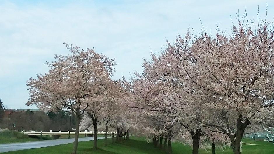 Cherry Blossom Trees