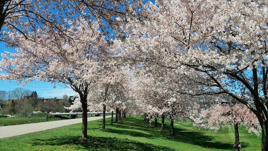 Cherry Blossom Trees