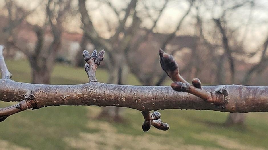 Branch