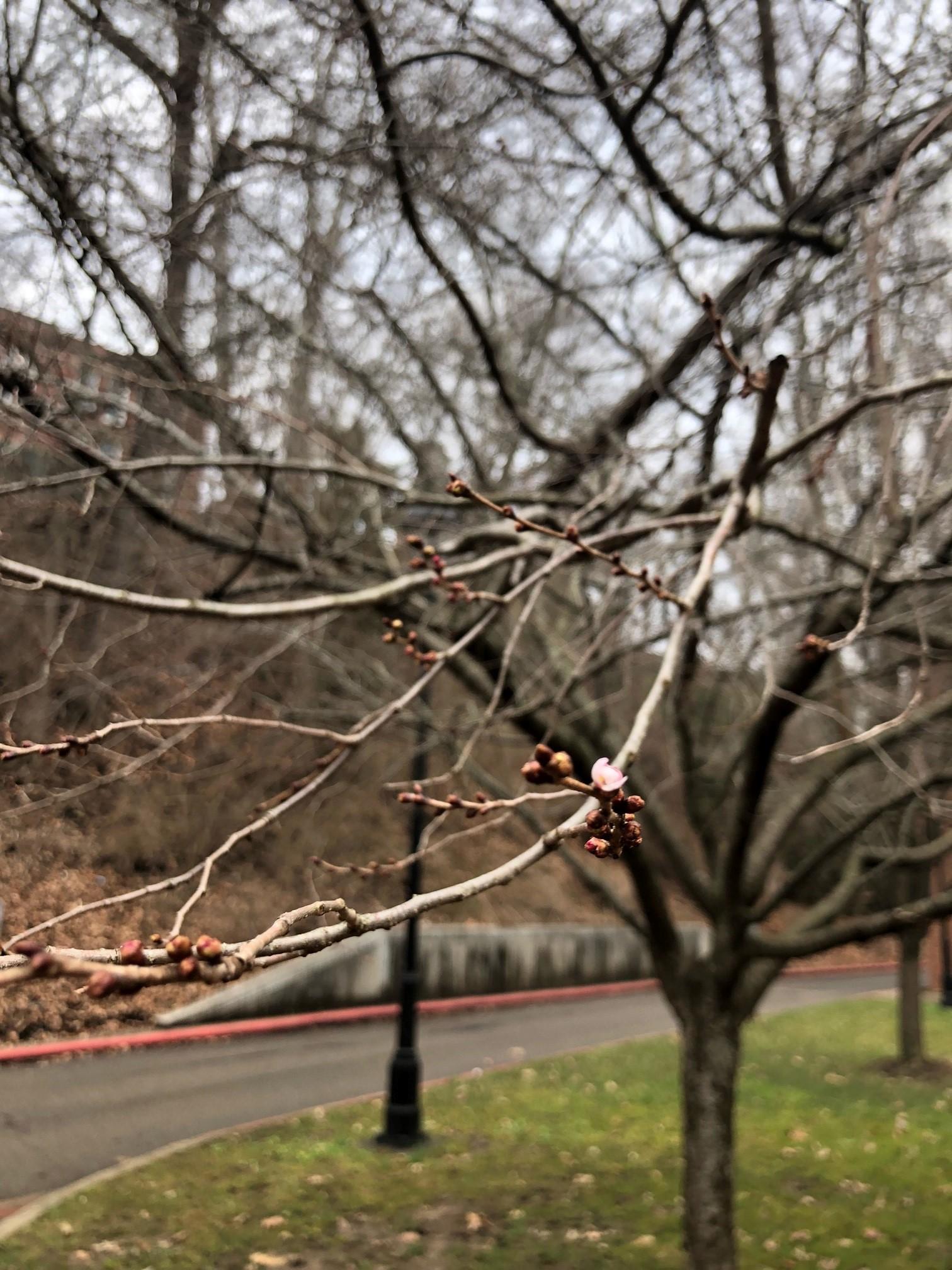 2022_cherryblossoms_0307_02
