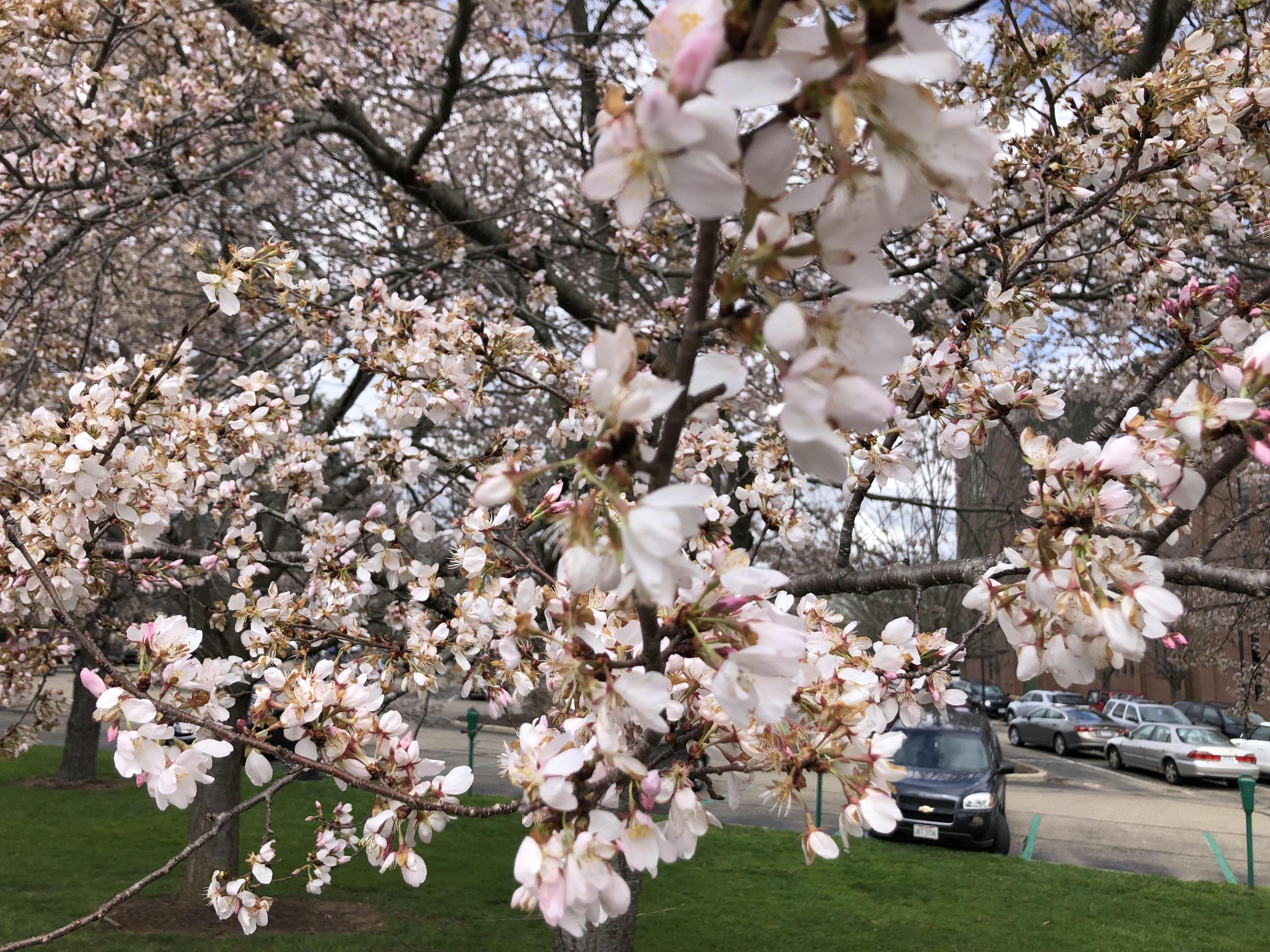 Cherry tree blossoms along the bike path