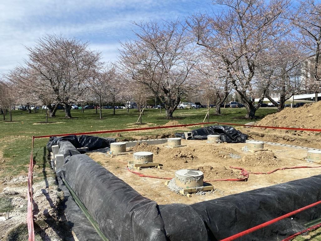 20240321 cherry tree and Pavilion
